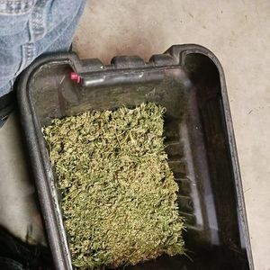 Meet your Posher, Bucky